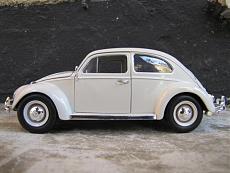 Beetle,Cox,Coccinelle,Kafer,Maggiolino...-img_6502.jpg