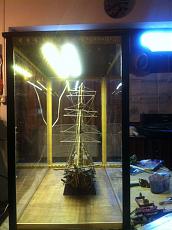 Primo cantire Golden Star (mantua model)-imageuploadedbytapatalk1360431792.800575.jpg