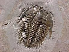 autocostruzione Bounty-trilobite.jpg