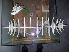 ErPiotta's Leudo vinacciere - Mamoli-resized_2011-12-19-18.23.44.jpg