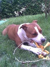 Mamoli puritan-imageuploadedbytapatalk1358120834.590090.jpg