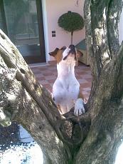 Mamoli puritan-imageuploadedbytapatalk1358120879.003629.jpg