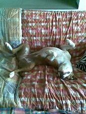 Mamoli puritan-imageuploadedbytapatalk1358120954.330998.jpg