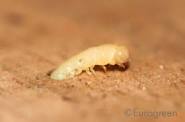 Nome:   larva tarlo pg.jpg
Visite:  267
Grandezza:  2.5 KB