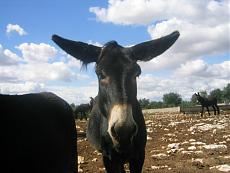 Vascello da 74 cannoni-mule.jpg