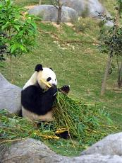 foto hong kong-panda.jpg