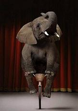 (OT) SETTIMANA D'AVVENTO del NATALE DI GIONC-elefante-en-bici.jpg