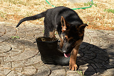 nuovo sito www.6-12-24.com-2016-chloe-seconda-030.jpg