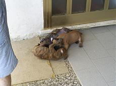 OT: pap pure io... pi o meno...-007.jpg